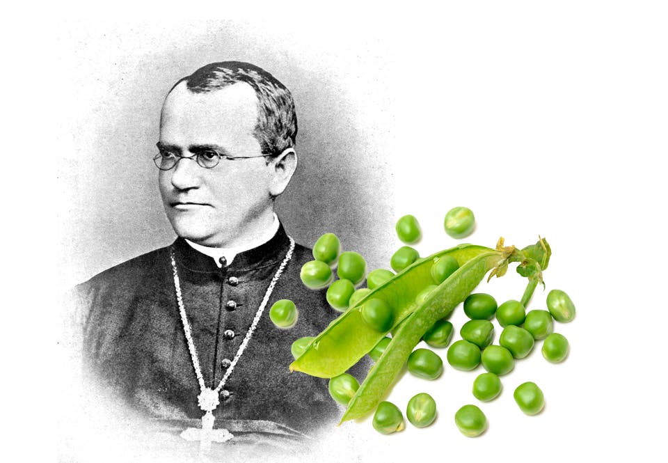 gregor mendel arftlighet artsorter Munken och forskaren Gregor Mendel